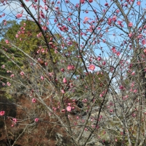 梅宮花便り